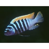 Pseudotropheus Zebra 3-4cm